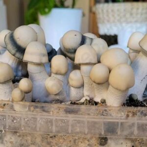 albino penis envy grow kits